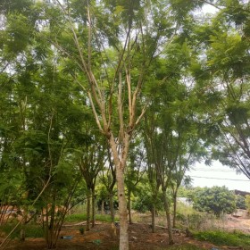 福建蓝花楹树苗价格 蓝花楹种植基地出售 厂家直销