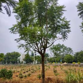 福建蓝花楹 蓝花楹批发 蓝花楹苗木基地报价