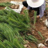 山东黑松苗，黑松小苗大量供应，黑松苗价格