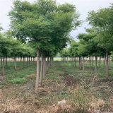 2020年国槐价格  山东国槐种植基地