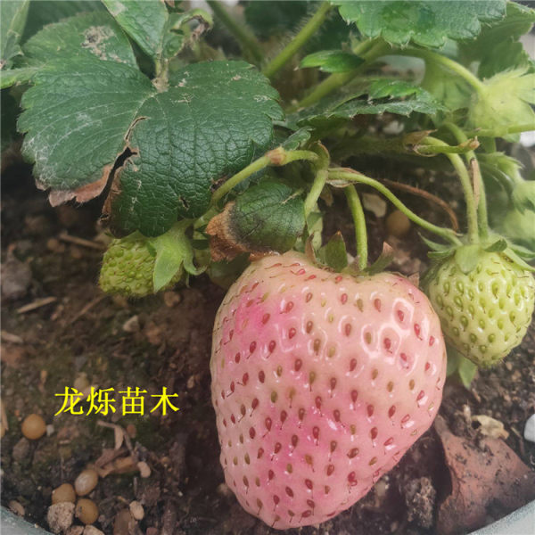 小白草莓草莓苗