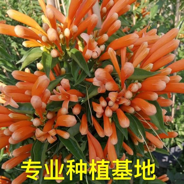 炮仗花