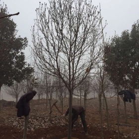 基地出售各种规格紫、白玉兰｜紫、白玉兰价格