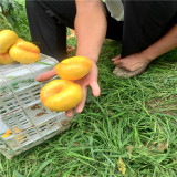 金秋紅蜜桃苗,春雪桃樹(shù)苗基地