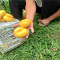 金秋紅蜜桃苗,春雪桃樹苗基地