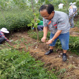 大紅袍花椒苗產(chǎn)地在哪里 山東泰安花椒苗基地價格