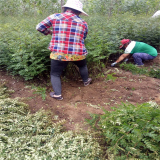 九葉青花椒苗基地 地徑0.8公分 1公分九葉青花椒苗價格