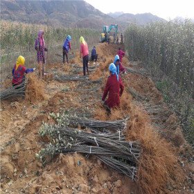 瑞香红苹果苗品种详细介绍、矮化m9t337瑞香红苹果苗价格