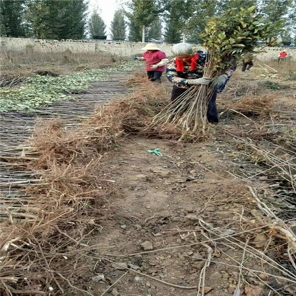 瑞香红苹果苗