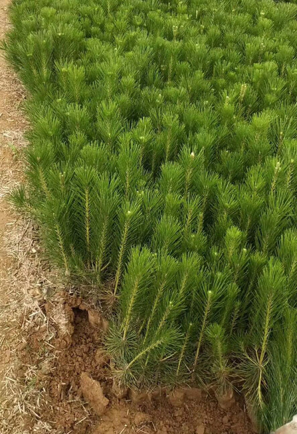 50公分油松樹苗,山東油松苗