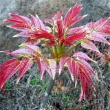 山東紅油香椿苗 泰安紅油香椿樹(shù)苗價(jià)格 豐產(chǎn)技術(shù)指導(dǎo)