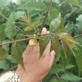 红油香椿苗的价格是多少 栽植红油香椿树苗效益怎么样