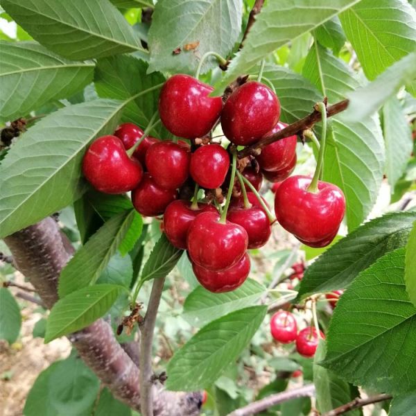 雷尼大樱桃