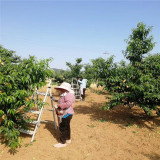 黃金蜜一號(hào)桃苗,黃菊油桃樹苗基地