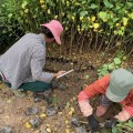 烏桕容器苗 烏桕小苗基地 烏桕小苗價格