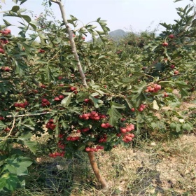 大无棱山楂品种介绍大无棱山楂苗价格大无棱山楂苗哪里多