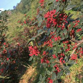 大紅袍花椒苗抗凍抗寒 九葉青花椒苗南方適應(yīng)種植