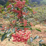 基地直销花椒苗 泰安同心大红袍花椒苗 花椒苗价格