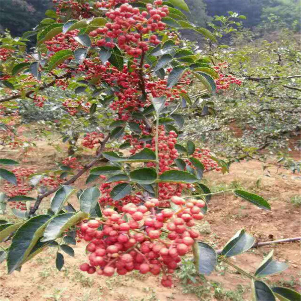 花椒苗