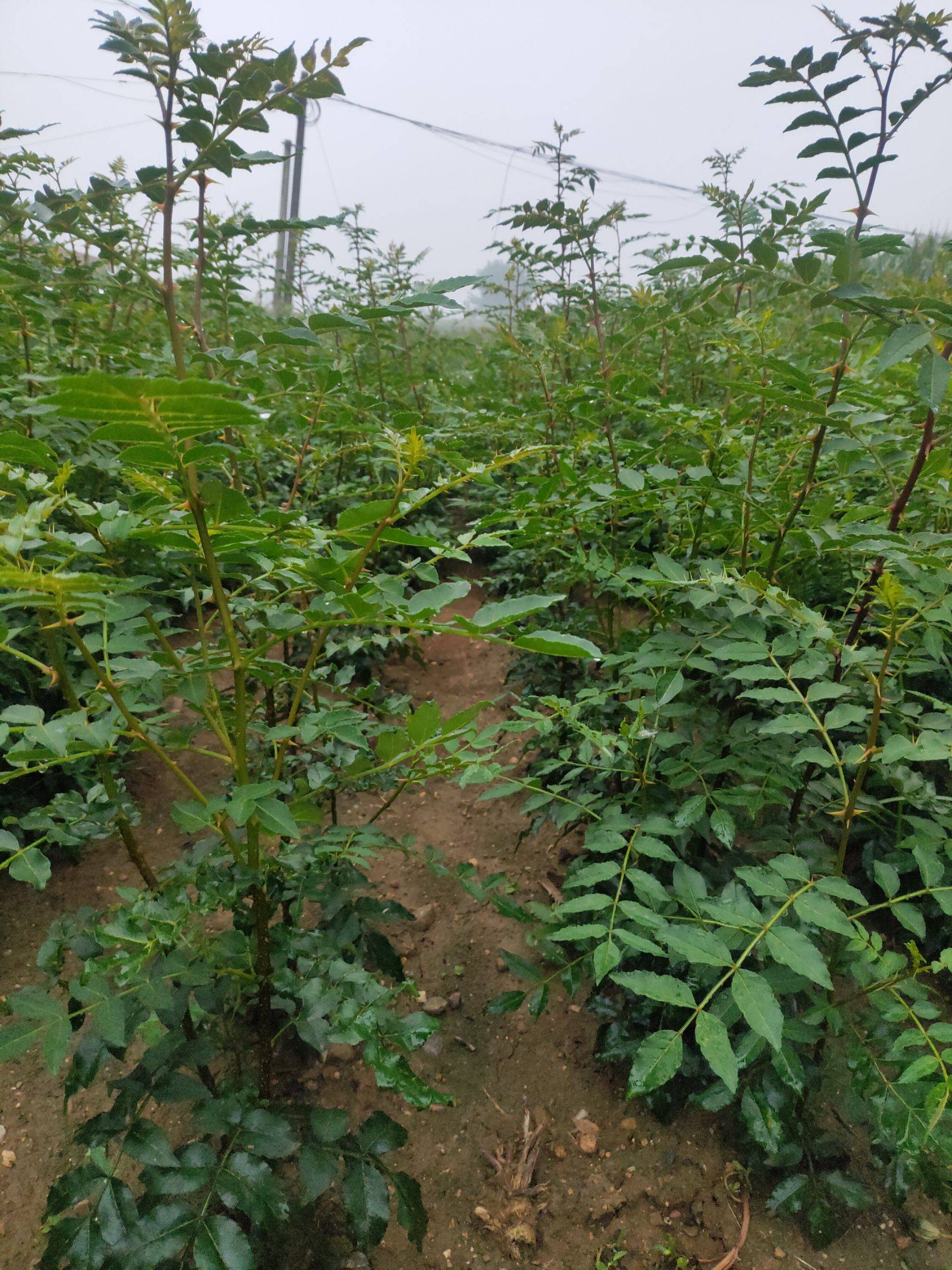 1米大红袍花椒苗图片