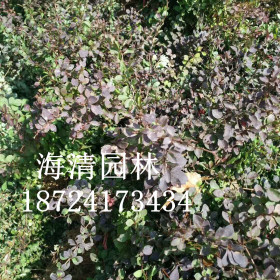 沭陽紅葉小檗批發(fā)價(jià)格是多少