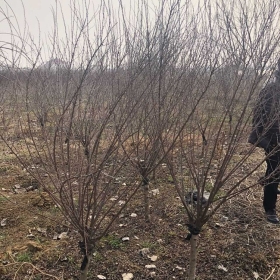 基地直销珍珠梅｜江苏珍珠梅价格