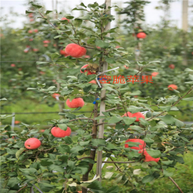 秦脆苹果苗2020年哪里便宜、秦脆苹果树苗管理技术