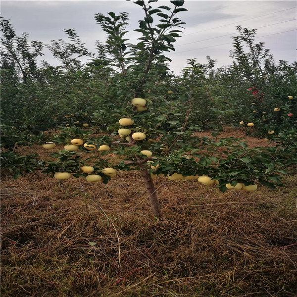 秦脆苹果苗