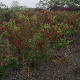 基地低价批发红王子锦带球｜江苏王子锦带球价格