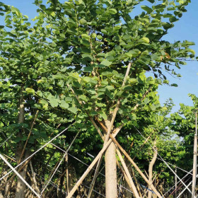 宫粉紫荆苗出售 宫粉紫荆多少钱一棵 基地供应批发