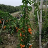 2米高炮仗花多少錢 鞭炮花價格 漳州基地出售