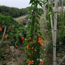 2米高炮仗花多少钱 鞭炮花价格 漳州基地出售