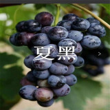 2021年夏黑葡萄苗報(bào)價(jià) 品種夏黑葡萄苗價(jià)格信息