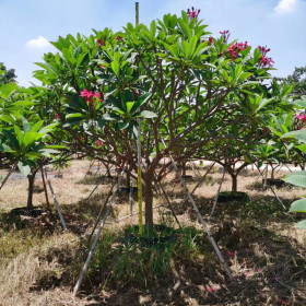 鸡蛋花树价格 鸡蛋花树价格行情 10公分鸡蛋花树多少钱