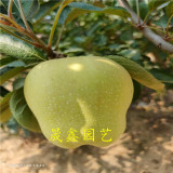 魯麗蘋(píng)果苗多少錢一棵 哪里出售蘋(píng)果苗 蘋(píng)果苗哪里有賣的