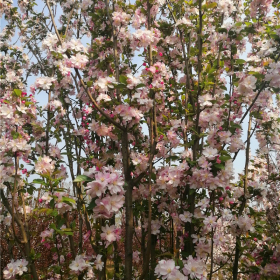 西府海棠种植基地