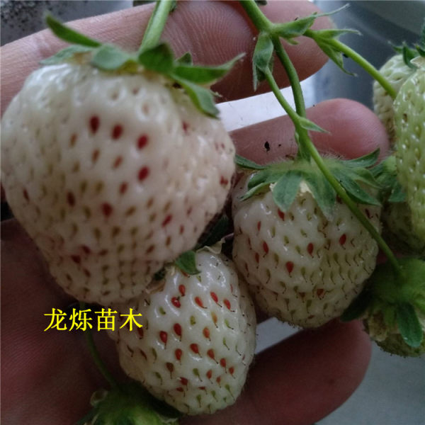 小白草莓草莓苗