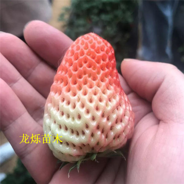 小白草莓草莓苗