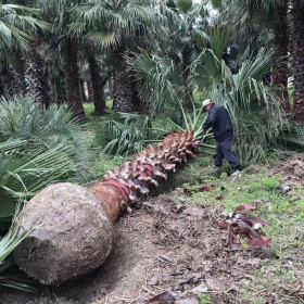 5米高福建老人葵（华棕）价格 福建老人葵（华棕）基地在哪