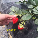 天仙醉草莓草莓苗价格分析及品种介绍