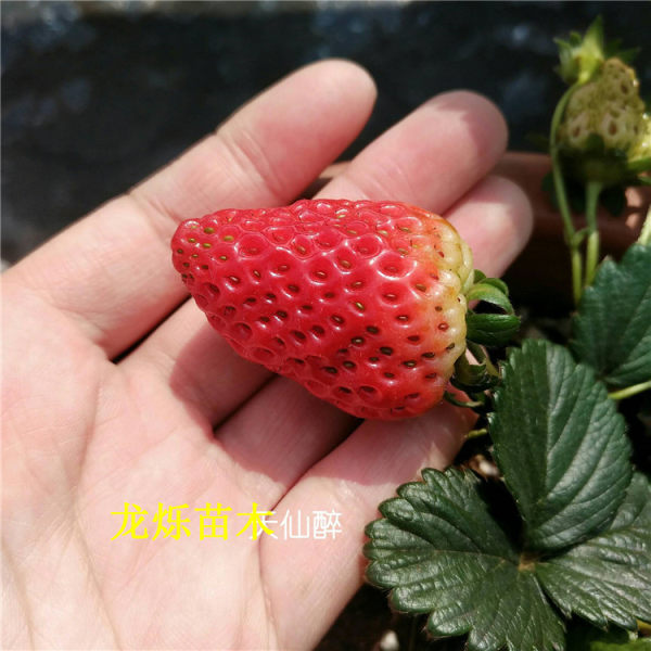 天仙醉草莓草莓苗