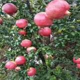 石榴苗新品種 泰山紅石榴苗多少錢一塊 山東石榴苗價格