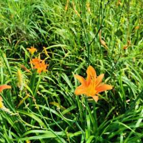 采购大花萱草 基地批发大花萱草苗 大花萱草报价