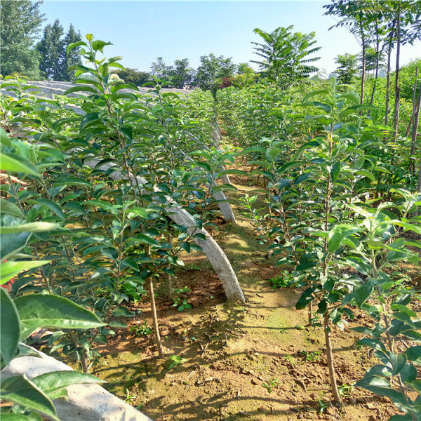 蘋果樹(shù)苗