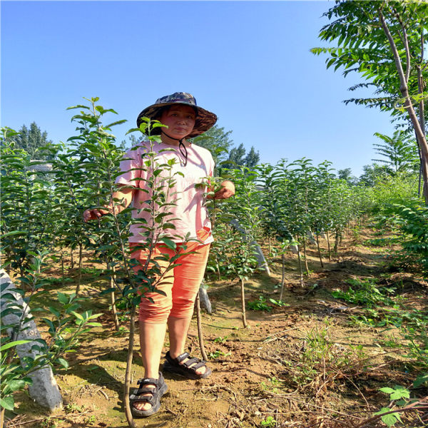 苹果树苗