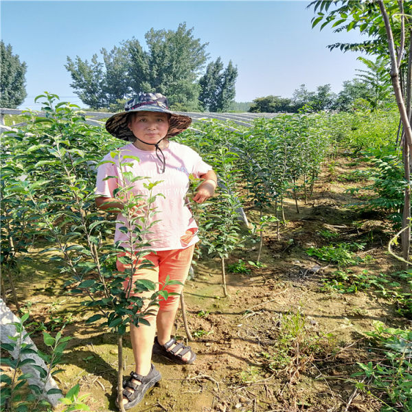 苹果树苗