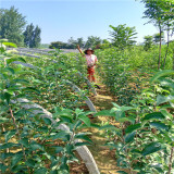 新品種蘋果苗,早熟魯麗蘋果苗,秦脆蘋果樹苗基地