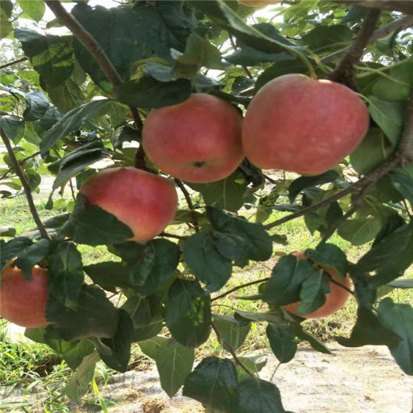 蘋果樹苗