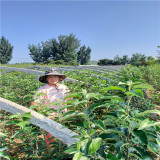 乔化苹果苗,鲁丽苹果苗哪卖,秦脆苹果树苗基地