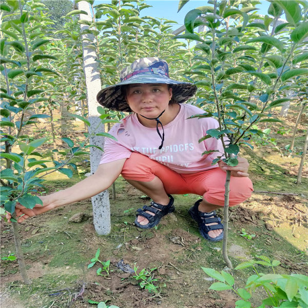 苹果树苗